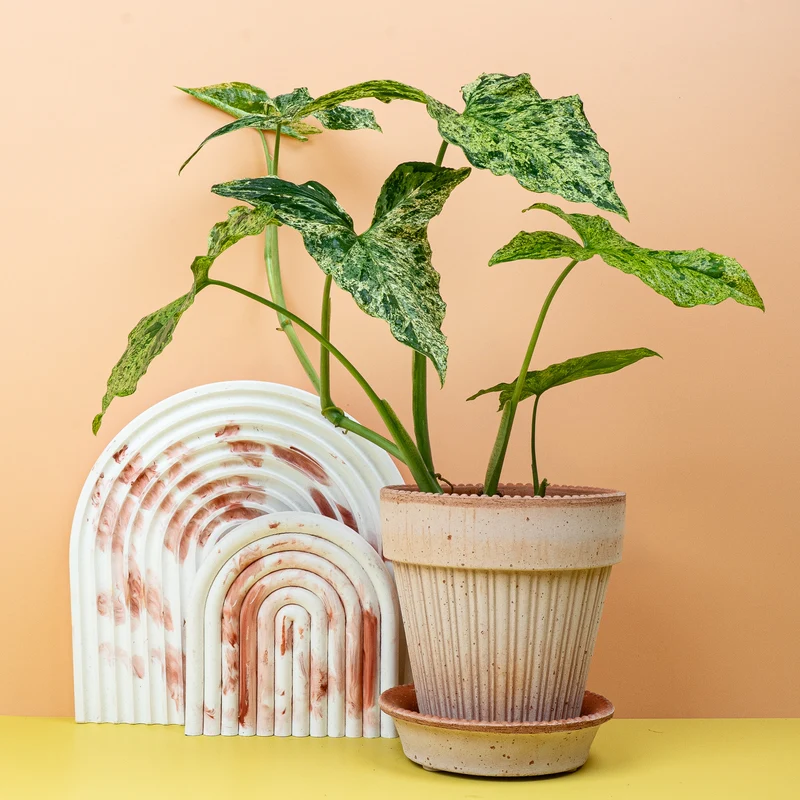 SYNGONIUM MOTTLED