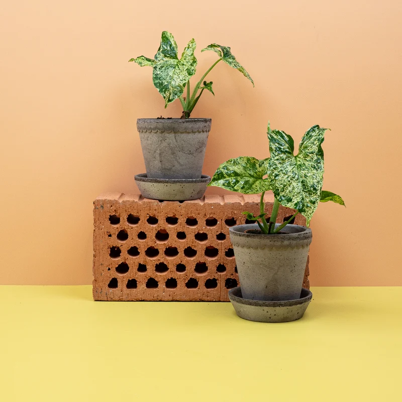 SYNGONIUM MOTTLED