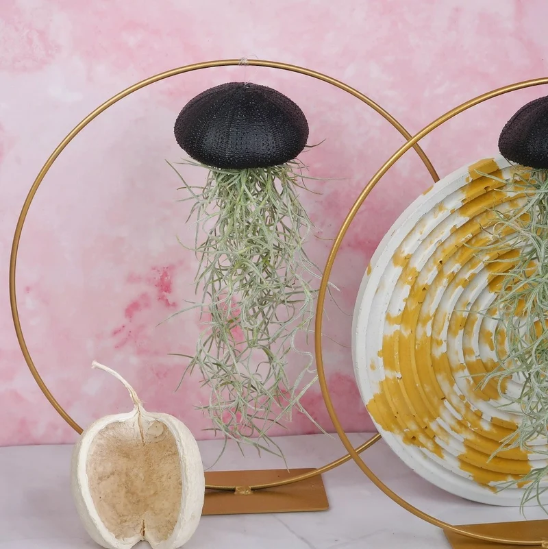 TILLANDSIA USNEOIDES - BLACK