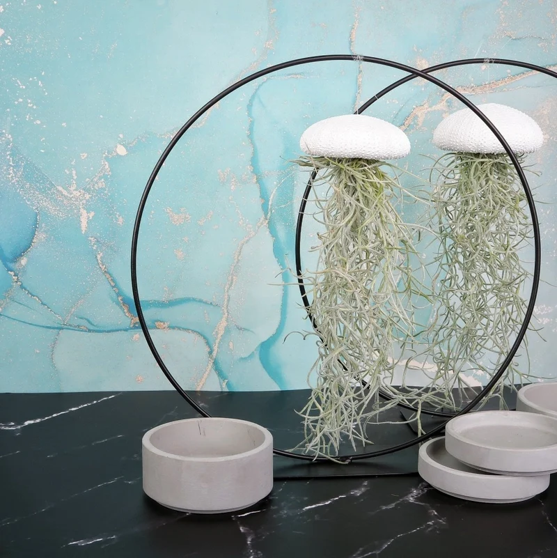 TILLANDSIA USNEOIDES - WHITE