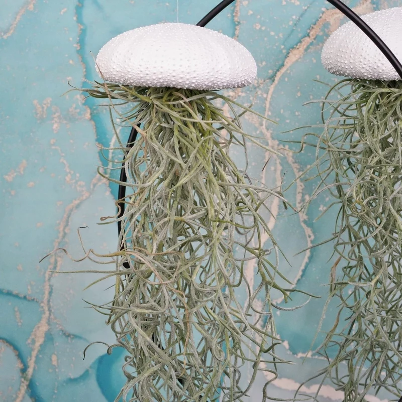 TILLANDSIA USNEOIDES - WHITE