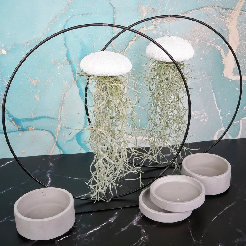 TILLANDSIA USNEOIDES - WHITE