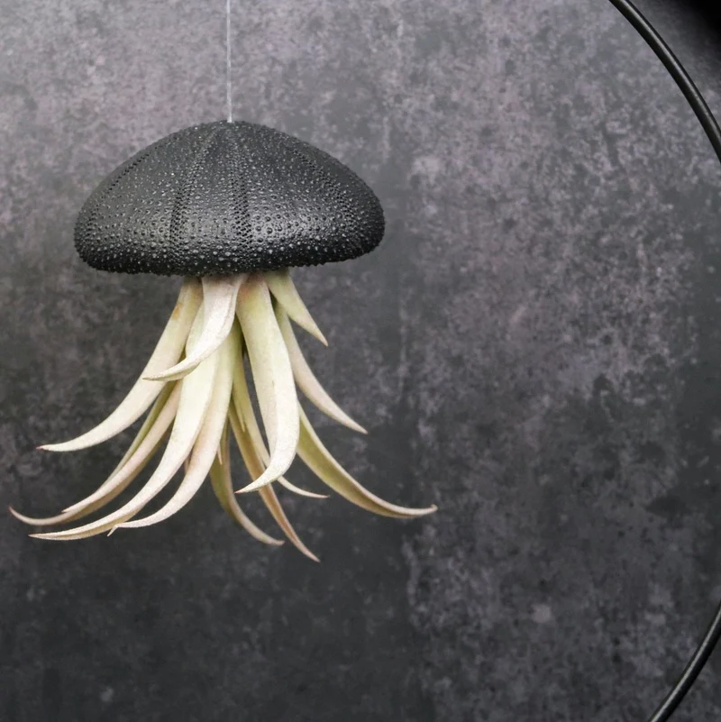 TILLANDSIA CAPITATA - BLACK