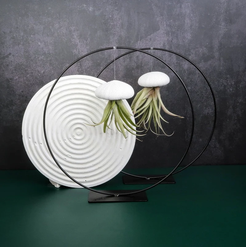 TILLANDSIA CAPITATA - WHITE