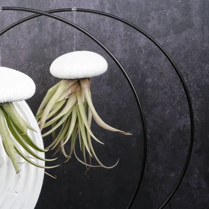 TILLANDSIA CAPITATA - WHITE