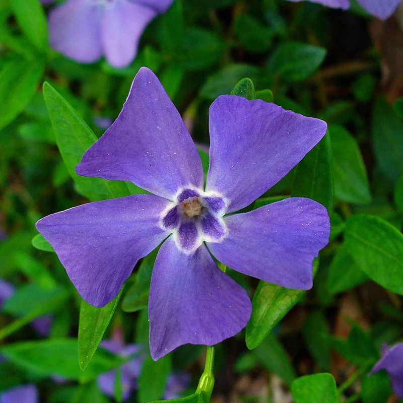 Vinca minor