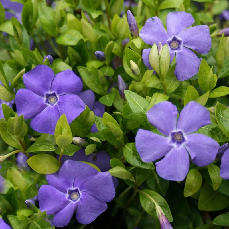 Kleines Immergrün 'Bowles's Variety'