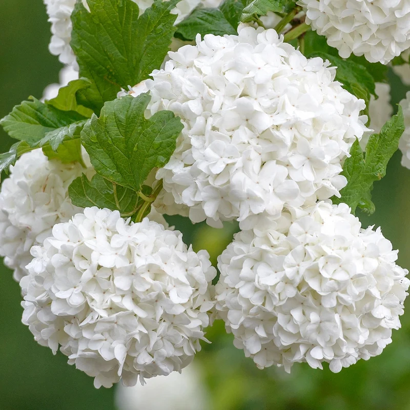 Schneeball 'Roseum'