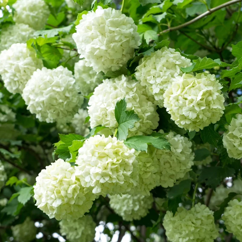 Schneeball 'Roseum'