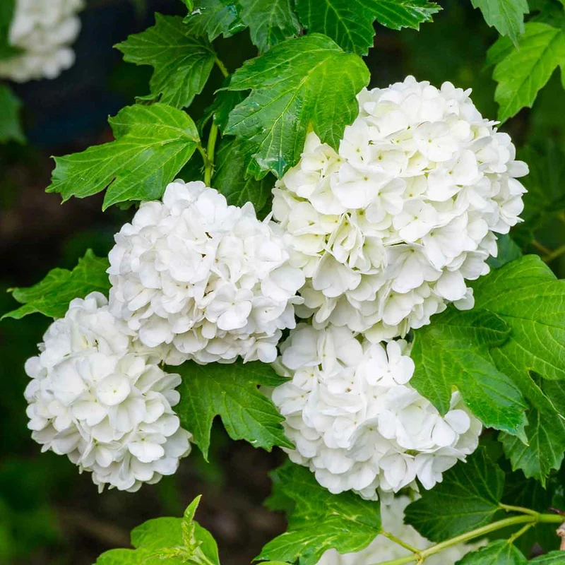 Schneeball 'Roseum'