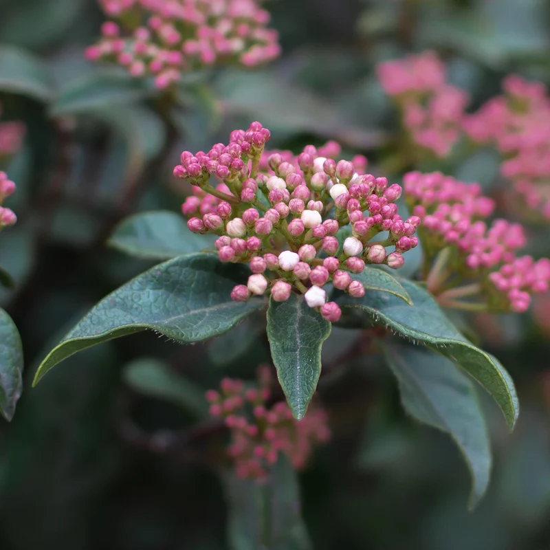 Lorbeer-Schneeball 'Purpureum'