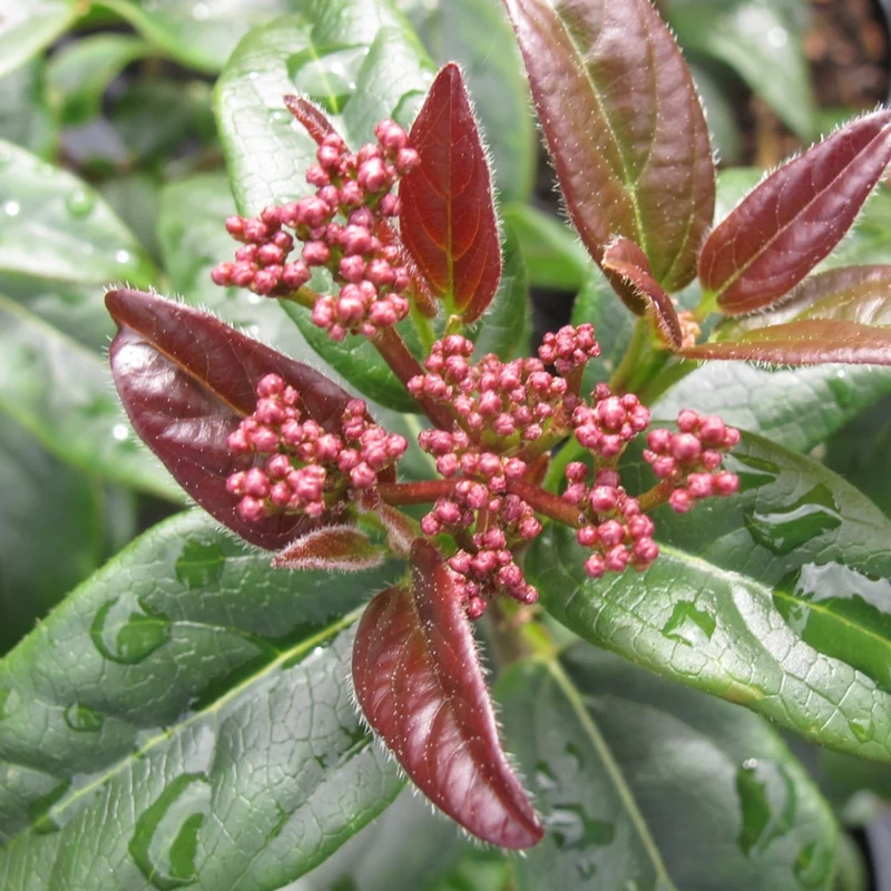 Lorbeer-Schneeball 'Purpureum'