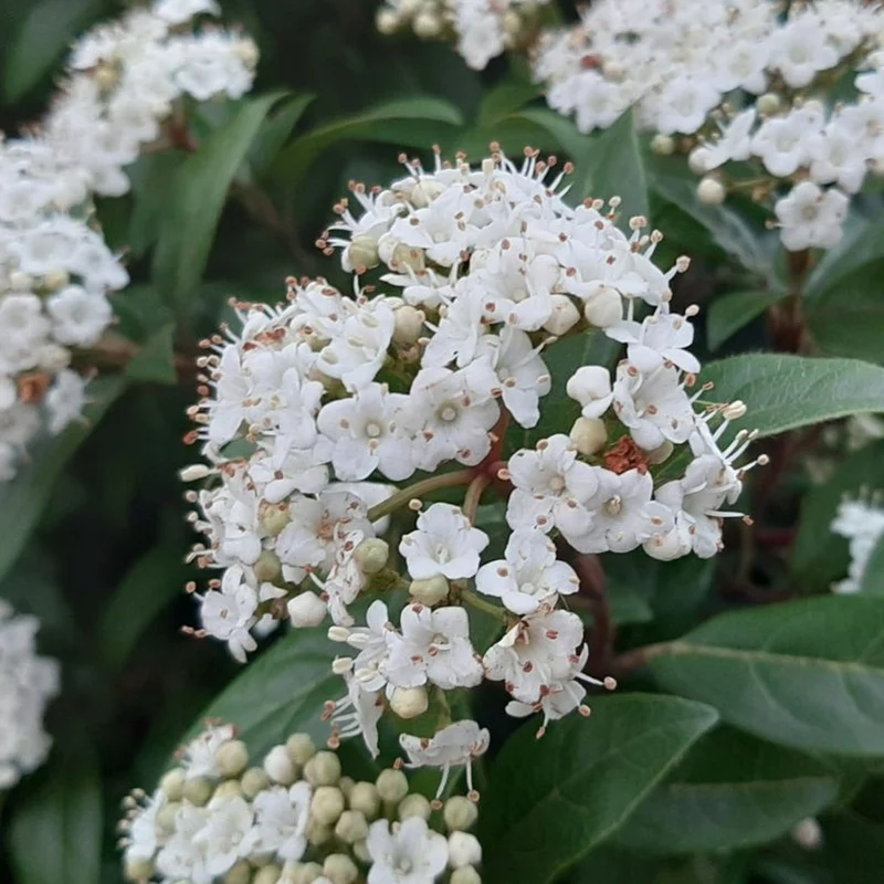 Lorbeer-Schneeball 'Purpureum'