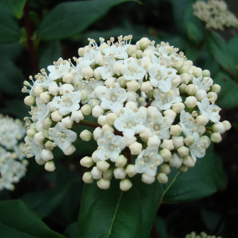 Lorbeer-Schneeball 'Purpureum'