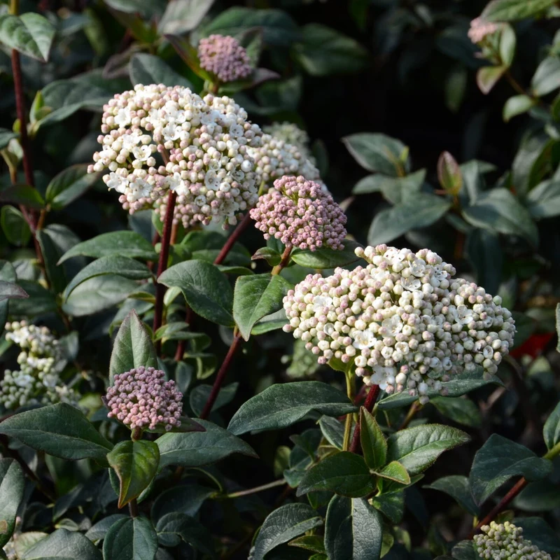 Lorbeer-Schneeball 'Purpureum'