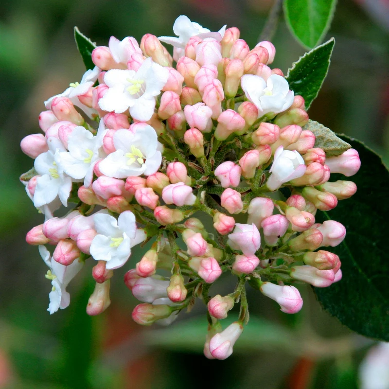 Frühlings-Schneeball 'Park Farm Hybrid'