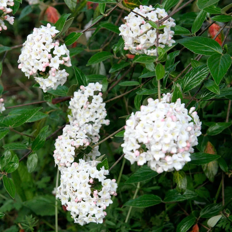 Frühlings-Schneeball 'Park Farm Hybrid'
