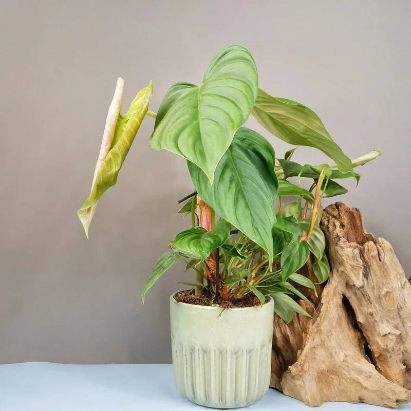 PHILODENDRON FUZZY PETIOLE