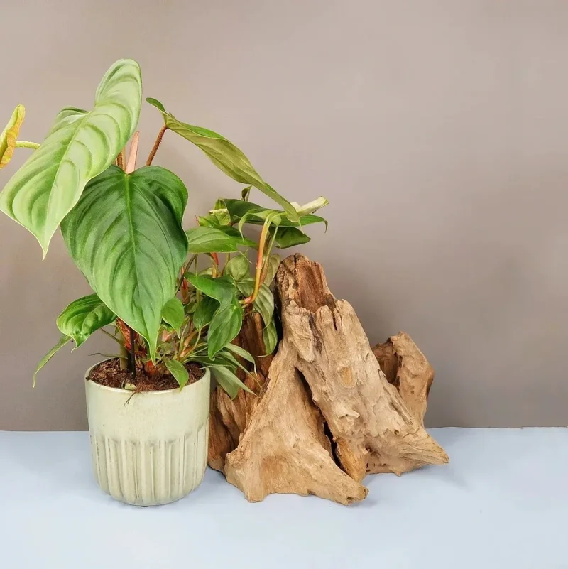PHILODENDRON FUZZY PETIOLE