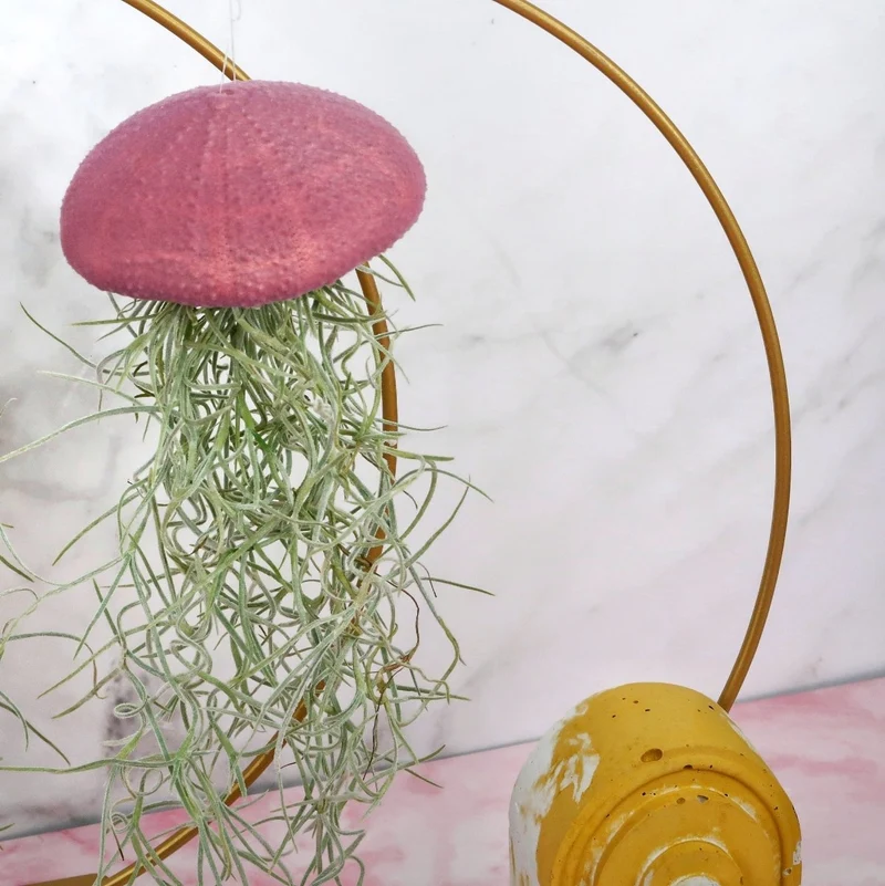 TILLANDSIA USNEOIDES - VELVET PURPLE