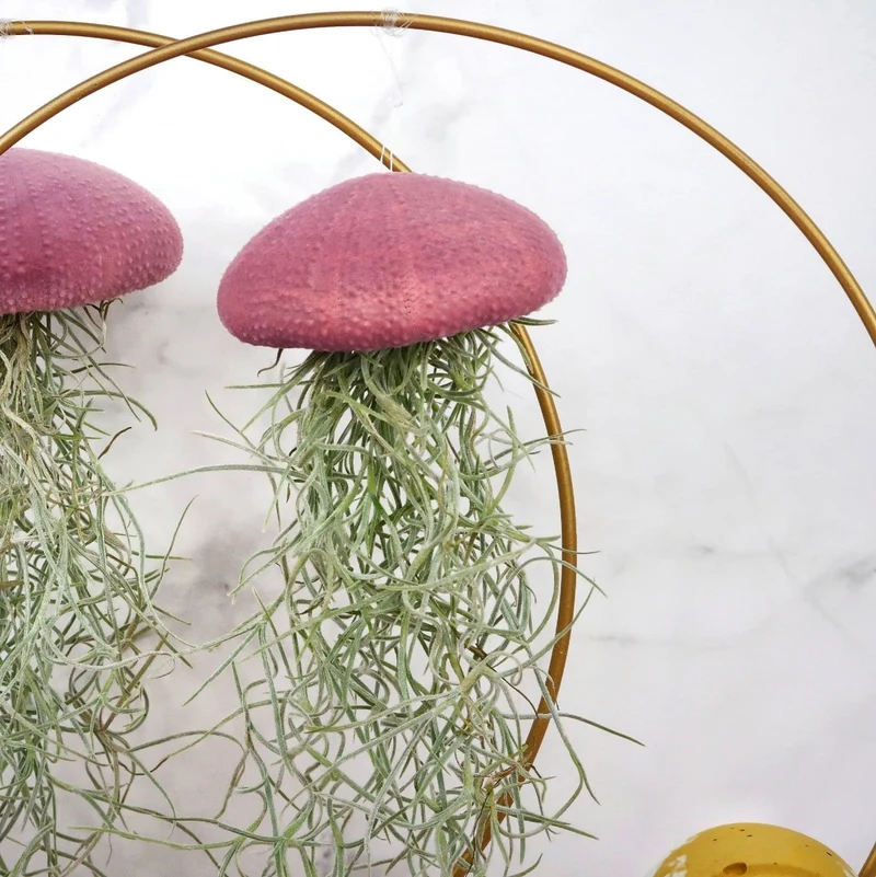 TILLANDSIA USNEOIDES - VELVET PURPLE
