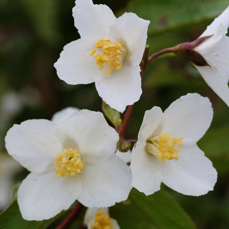 Pfeifenstrauch 'Starbright'