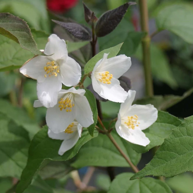Pfeifenstrauch 'Starbright'