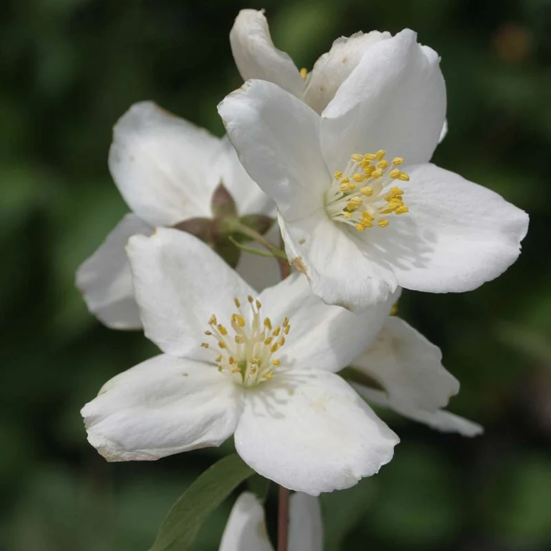 Pfeifenstrauch 'Starbright'