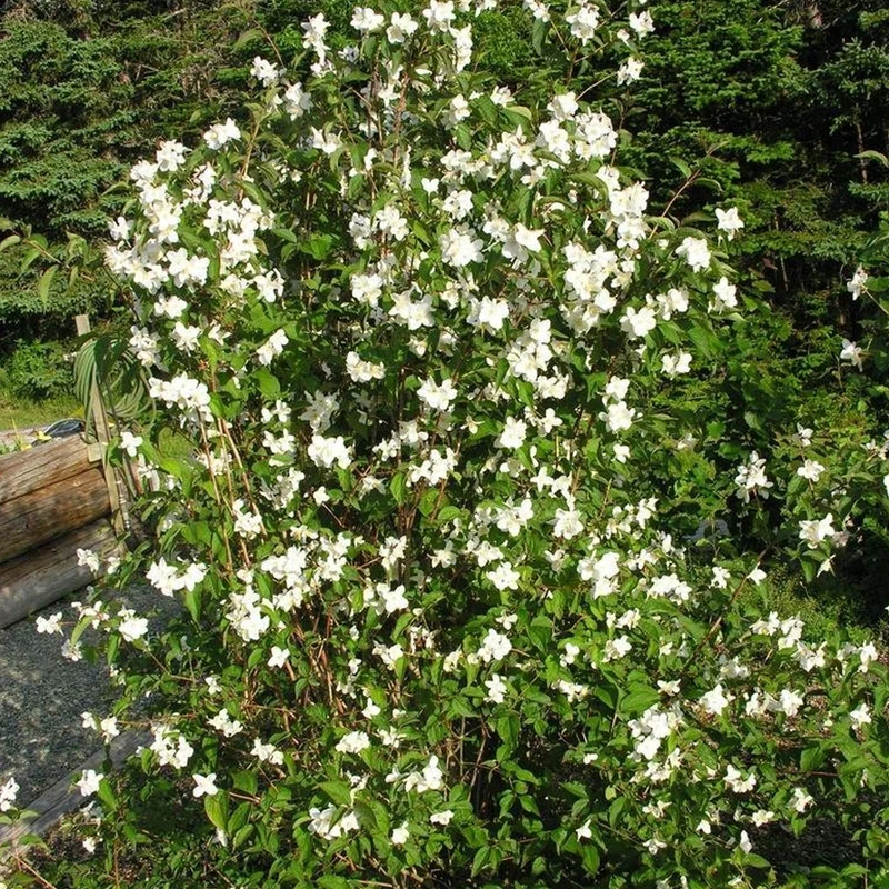 Pfeifenstrauch 'Starbright'