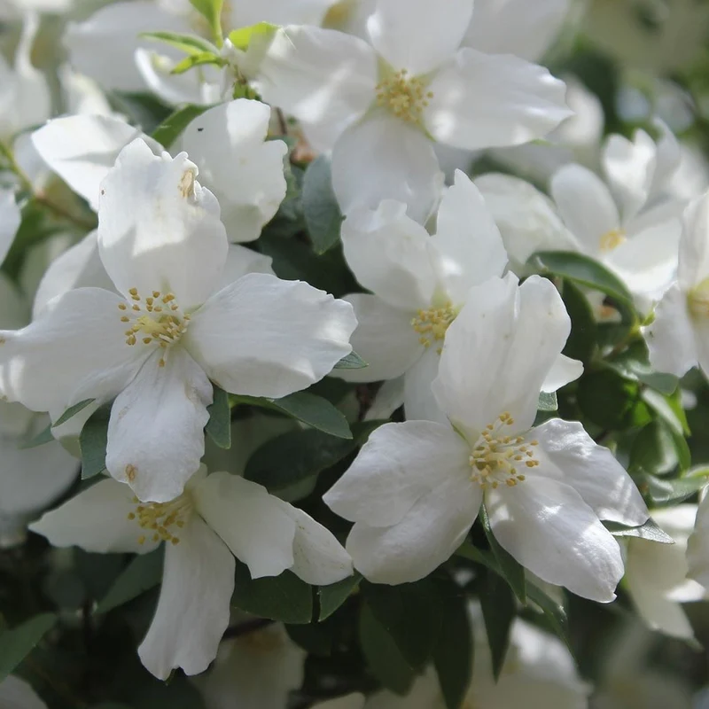 Pfeifenstrauch 'Starbright'