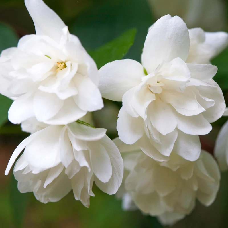 Pfeifenstrauch 'Snowbelle'