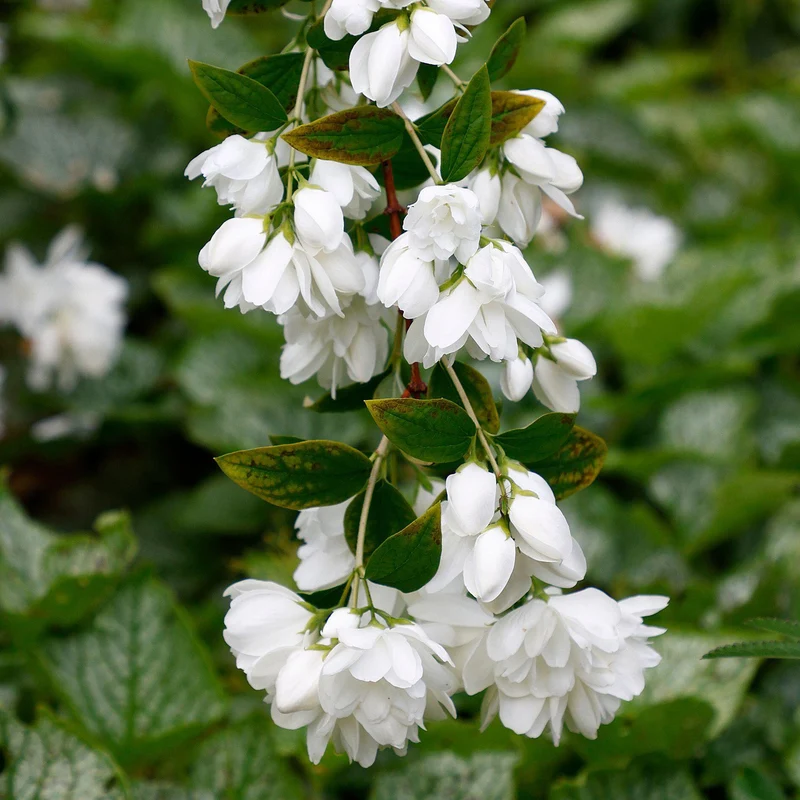Pfeifenstrauch 'Snowbelle'