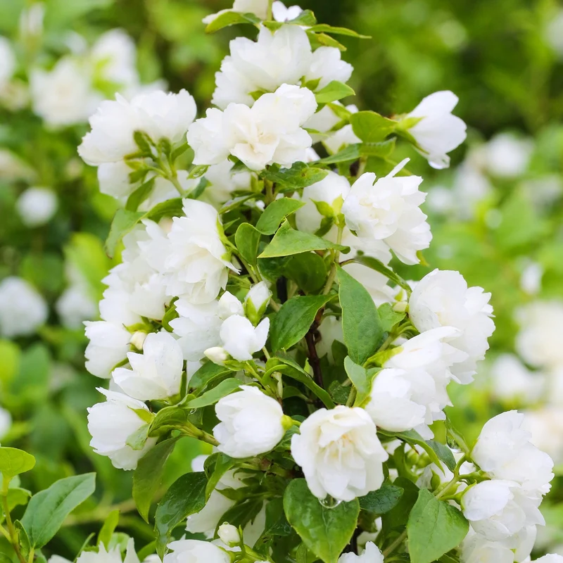 Pfeifenstrauch 'Snowbelle'