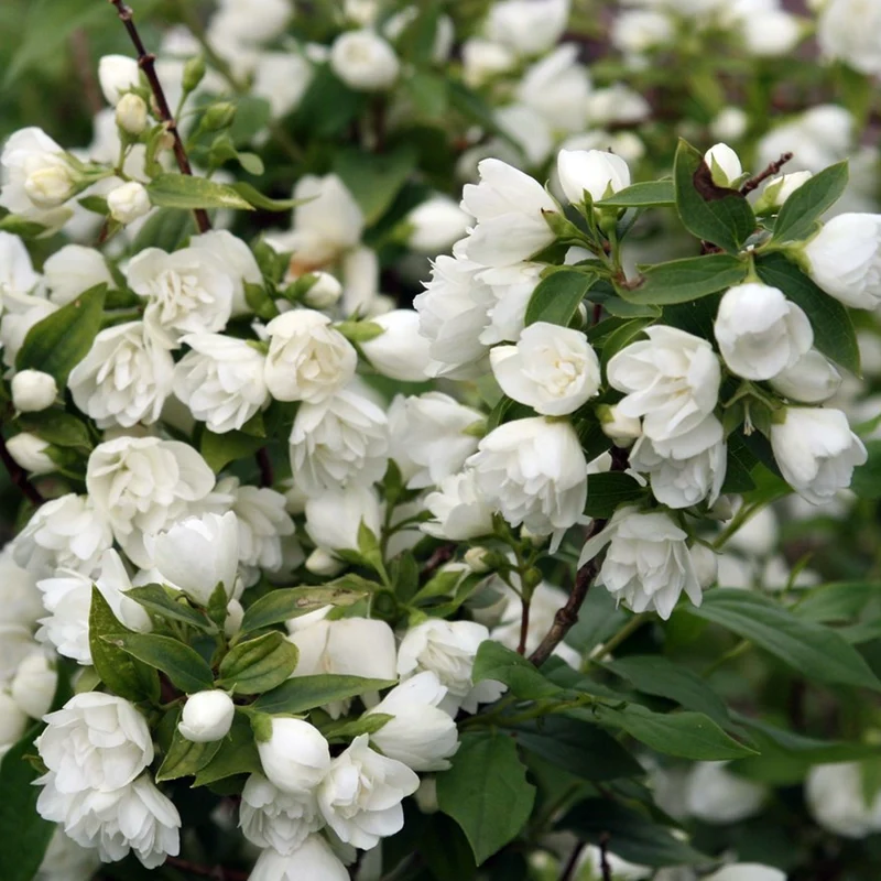 Pfeifenstrauch 'Snowbelle'