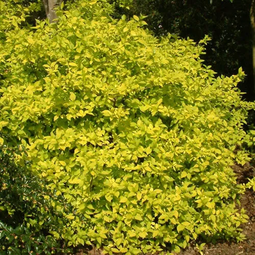 Pfeifenstrauch 'Aureus'