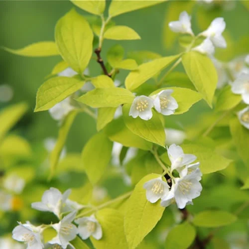 Pfeifenstrauch 'Aureus'