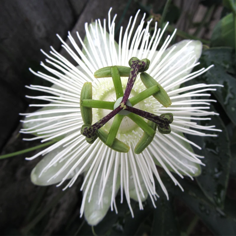 Passionsblume 'Snow Queen'