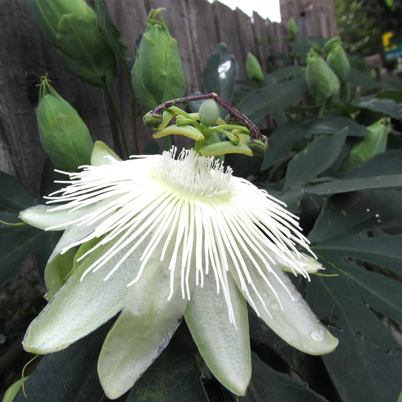 Passionsblume 'Snow Queen'