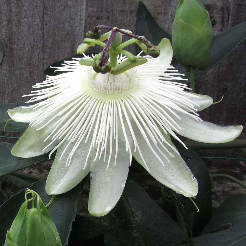 Passionsblume 'Snow Queen'