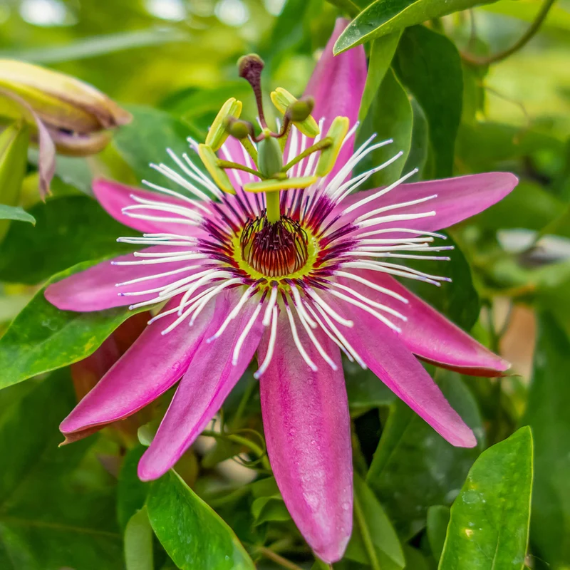 Passionsblume 'Victoria'