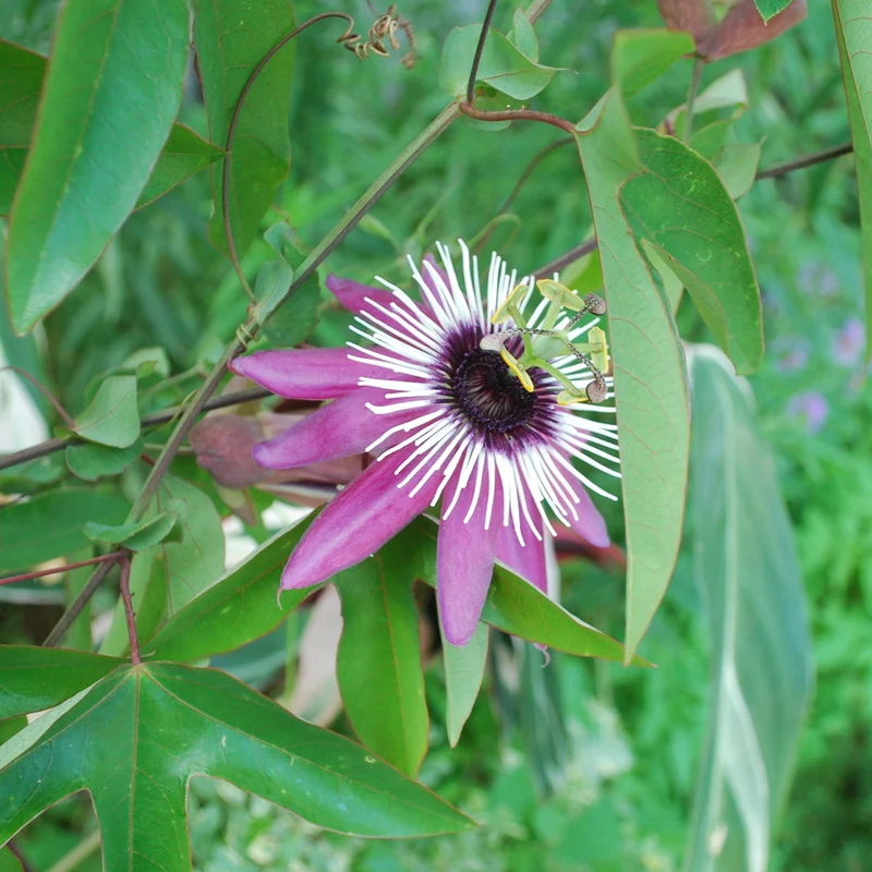 Passionsblume 'Victoria'