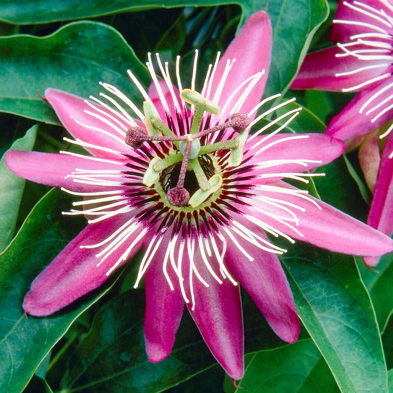 Passionsblume 'Victoria'