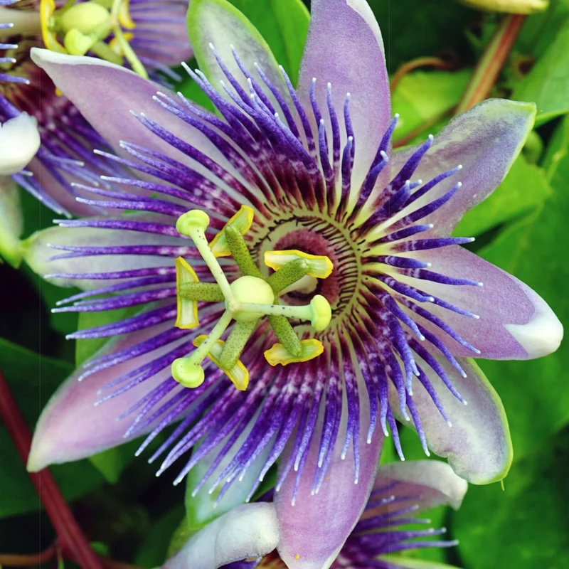 Passionsblume 'Purple Rain'