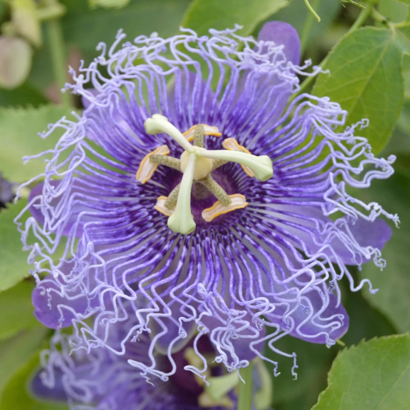 Passionsblume 'Purple Rain'