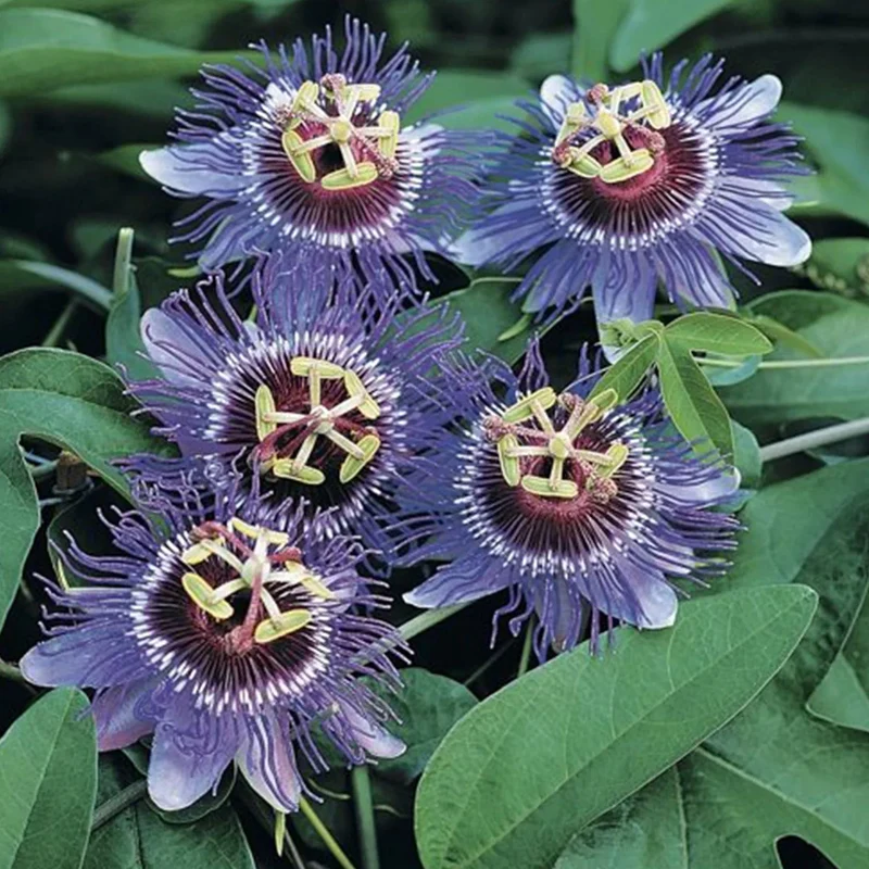 Passionsblume 'Purple Rain'