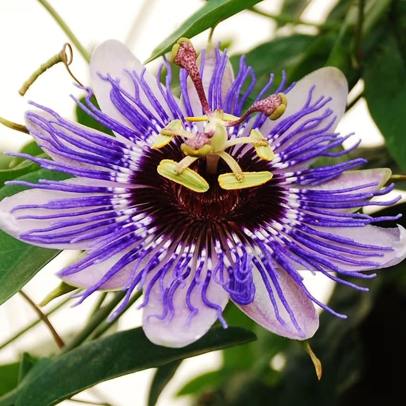 Passionsblume 'Purple Rain'