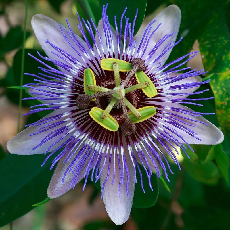 Passionsblume 'Purple Haze'