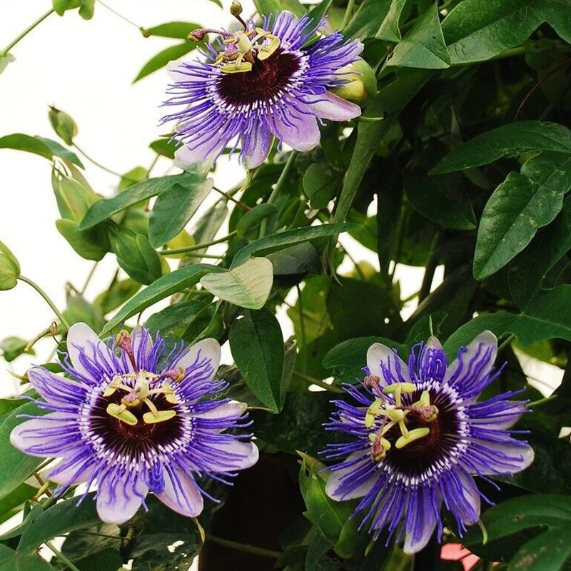 Passionsblume 'Purple Haze'