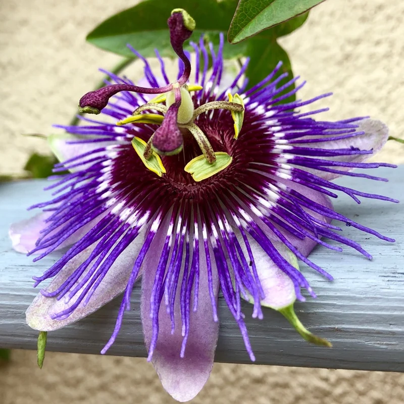 Passionsblume 'Purple Haze'