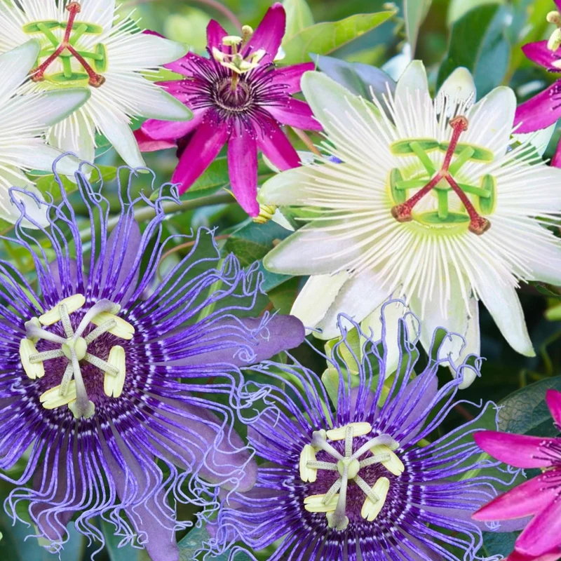 Passionsblumen-Mix